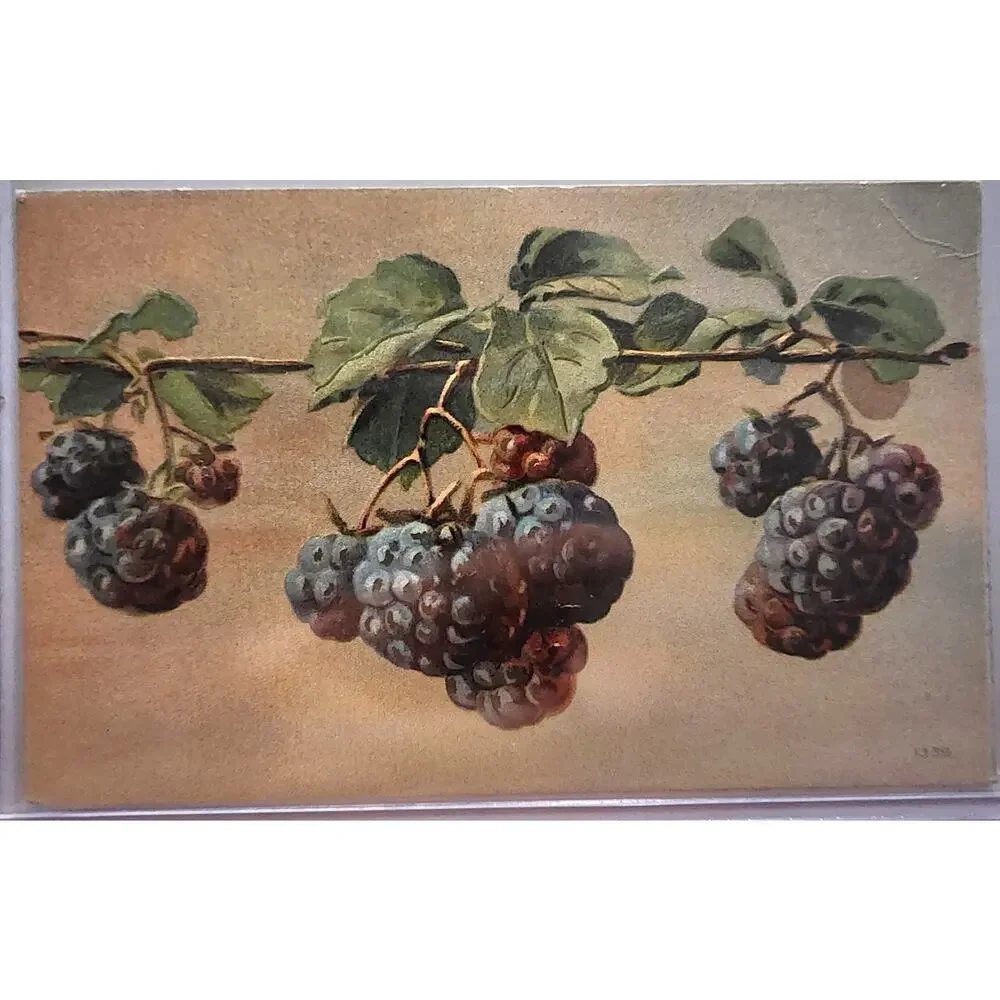 Lot Of Four Vintage Antique Embossed Postcards Fruit